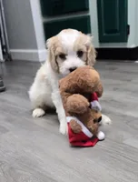 Baby boy, a male Cavachon for sale in Denver, CO – Photo 1 of 6