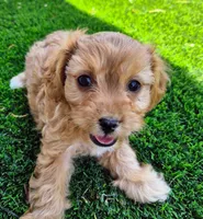 Sophia Loren, a female Cavachon for sale in Denver, CO – 1 of 3