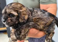 Walter Cronkite , a male Shihpoo for sale in Denver, CO – 1 of 4