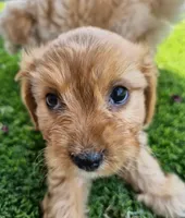 Sophia Loren, a female Cavachon for sale in Denver, CO – 2 of 3