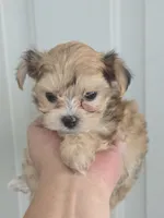 Princess , a female Morkie for sale in Denver, CO – 9 of 10