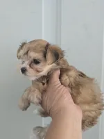 Princess , a female Morkie for sale in Denver, CO – 2 of 10