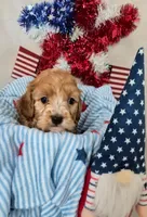 Charlie , a male Cavapoo for sale in Denver, CO – 3 of 3