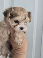 Princess , a female Morkie for sale in Denver, CO – 5 of 10