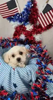 Buddy , a male Bichon Frise and Shih Tzu for sale in Denver, CO – 2 of 3