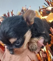 Tiny, a male Yorkshire Terrier for sale in Denver, CO – Photo 4 of 4