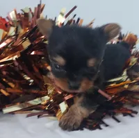 Tiny, a male Yorkshire Terrier for sale in Denver, CO – Photo 2 of 4