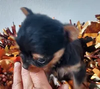 Tiny, a male Yorkshire Terrier for sale in Denver, CO – Photo 3 of 4