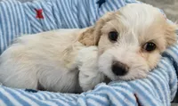 Male Cavachon, a male Cavachon for sale in Denver, CO – 4 of 6