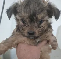 Shorkie Boy, a male Shorkie for sale in Denver, CO – 3 of 7