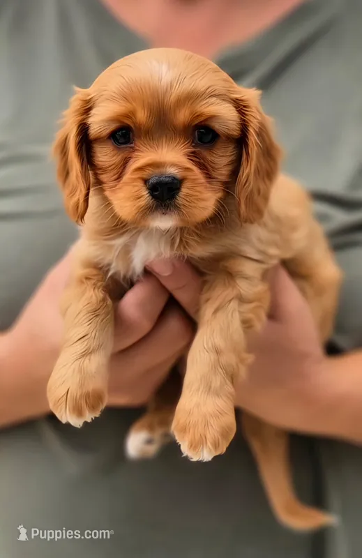 Thurman – Cavalier King Charles Spaniel puppy for sale in Denver, CO