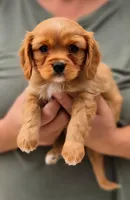 Thurman, a male Cavalier King Charles Spaniel for sale in Denver, CO – 1 of 1