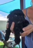 Johnny Cash, a male Shihpoo for sale in Denver, CO – 5 of 9