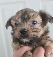 Shorkie Boy, a male Shorkie for sale in Denver, CO – 2 of 7