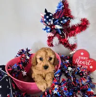 Baby Girl, a female Cavapoo for sale in Denver, CO – 2 of 2