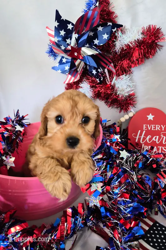 Baby Girl – Cavapoo puppy for sale in Denver, CO