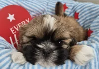 Male Shih Tzu, a male Shih Tzu for sale in Denver, CO – 4 of 4