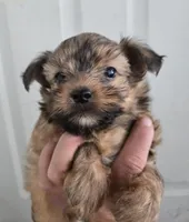 Shorkie Boy, a male Shorkie for sale in Denver, CO – 4 of 7