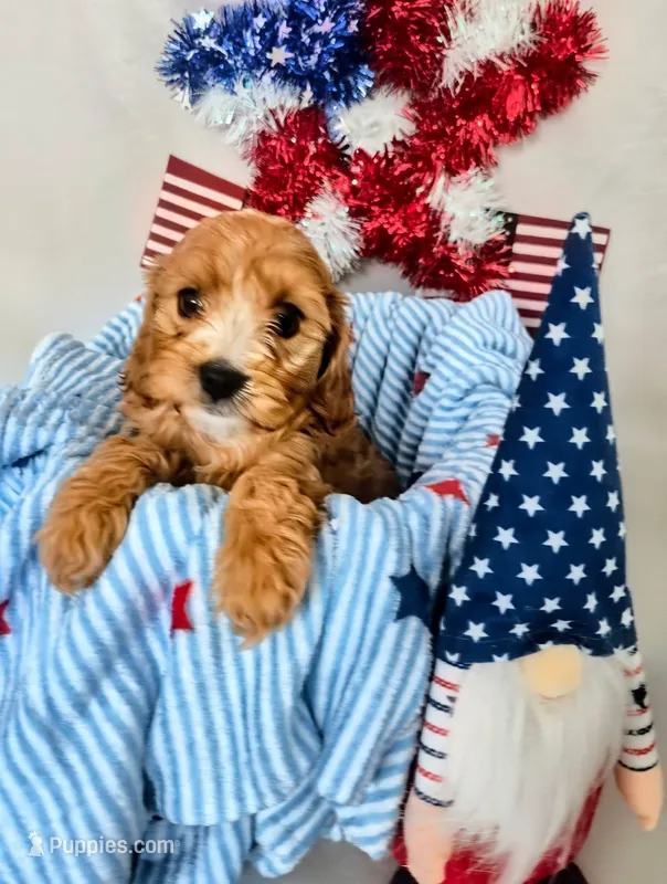 Charlie  – Cavapoo puppy for sale in Denver, CO