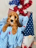 Charlie , a male Cavapoo for sale in Denver, CO – 1 of 3