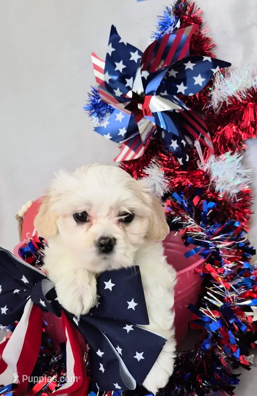 Pearl  – Bichon Frise, Shih Tzu puppy for sale in Denver, CO