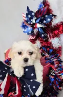 Pearl , a female Bichon Frise and Shih Tzu for sale in Denver, CO – 1 of 2