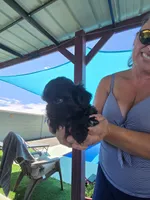 Johnny Cash, a male Shihpoo for sale in Denver, CO – 8 of 9