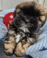 Shih Tzu Female, a female Shih Tzu for sale in Denver, CO – 3 of 4
