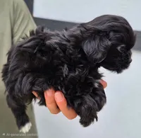 Grogu, a male Shihpoo for sale in Denver, CO – 3 of 3