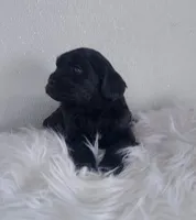 Female, a female Cavapoo for sale in Denver, CO – Photo 1 of 2