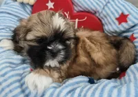 Male Shih Tzu, a male Shih Tzu for sale in Denver, CO – 3 of 4