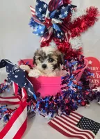 Miracle , a female Bichon Frise and Shih Tzu for sale in Denver, CO – 3 of 3
