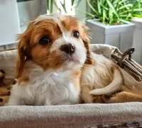 Buster Jr., a male Cavalier King Charles Spaniel for sale in Denver, CO – Photo 7 of 8