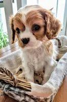 Buster Jr., a male Cavalier King Charles Spaniel for sale in Denver, CO – Photo 8 of 8