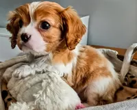 Buster Jr., a male Cavalier King Charles Spaniel for sale in Denver, CO – Photo 4 of 8
