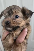 Shorkie Boy, a male Shorkie for sale in Denver, CO – 6 of 7