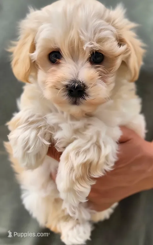 Jacques  – Maltipoo puppy on hold in Denver, CO