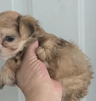 Princess , a female Morkie for sale in Denver, CO – 8 of 10