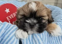 Male Shih Tzu, a male Shih Tzu for sale in Denver, CO – 2 of 4