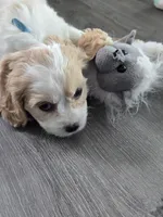 Cavachon, a male Bichon Frise and Cavalier King Charles Spaniel for sale in Denver, CO – Photo 3 of 6