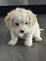 Cavachon, a male Bichon Frise and Cavalier King Charles Spaniel for sale in Denver, CO – Photo 2 of 6