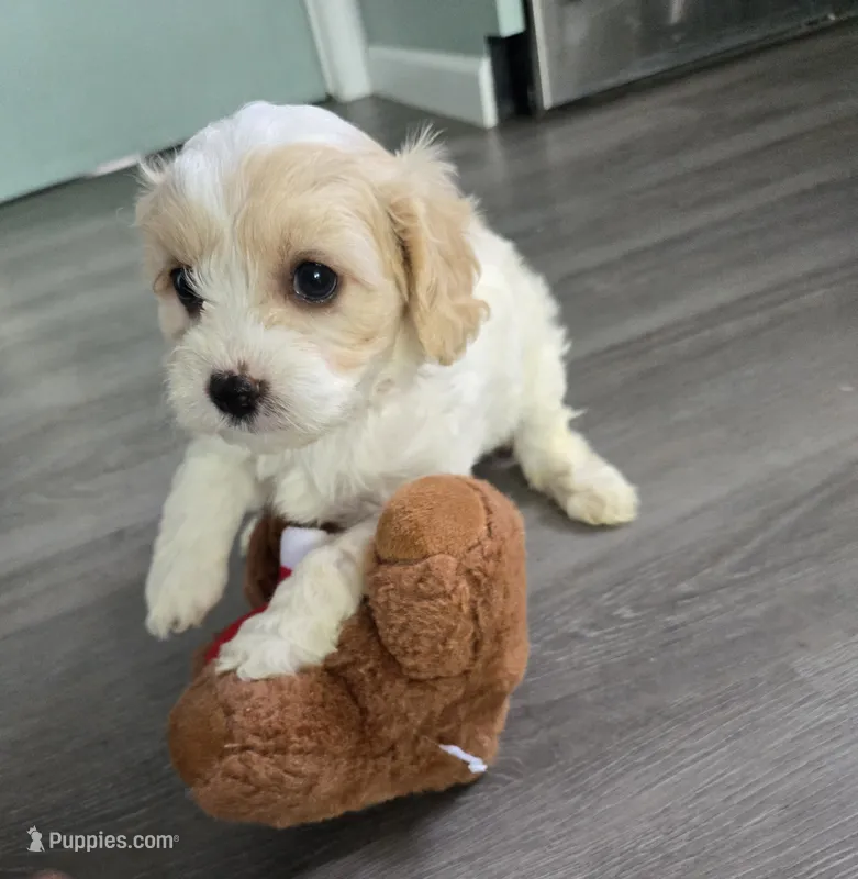 Cavachon