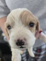 Cavachon, a male Bichon Frise and Cavalier King Charles Spaniel for sale in Denver, CO – Photo 6 of 6