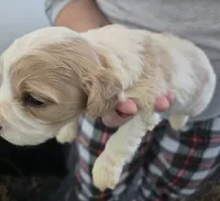 Cavachon, a male Bichon Frise and Cavalier King Charles Spaniel for sale in Denver, CO – Photo 5 of 6