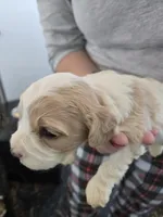 Cavachon, a male Bichon Frise and Cavalier King Charles Spaniel for sale in Denver, CO – Photo 4 of 6