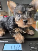 Little Man, a male Yorkshire Terrier for sale in Denver, CO – Photo 7 of 8