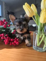 Little Man, a male Yorkshire Terrier for sale in Denver, CO – Photo 3 of 8