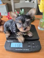 Little Man, a male Yorkshire Terrier for sale in Denver, CO – Photo 5 of 8