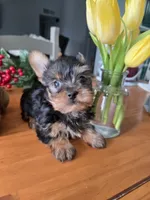 Little Man, a male Yorkshire Terrier for sale in Denver, CO – Photo 8 of 8