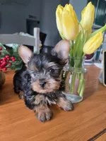 Little Man, a male Yorkshire Terrier for sale in Denver, CO – Photo 4 of 8
